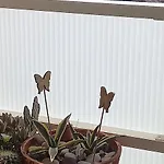Σπίτι διακοπών Casacamer S *
